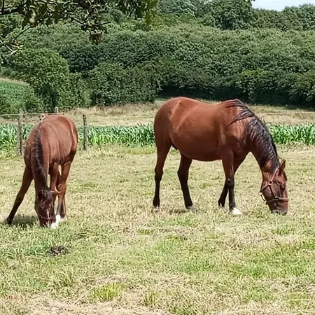 Vakantiehuis La Giraudiere Batisse Au Calme 2 A 4 Personnes Soulgé-sur-ouette