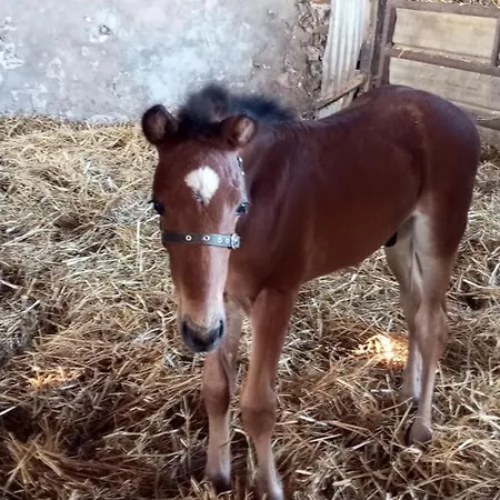 La Giraudière Bâtisse Au Calme 2 à 4 Personnes Casa de Férias